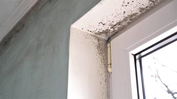 Best Mold Testing  in Nice, CA