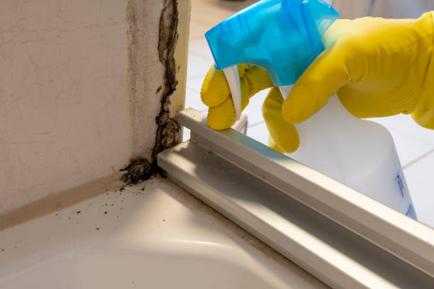 Best Home Mold Removal  in Nice, CA
