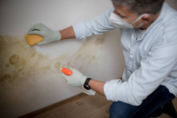 Best Same-Day Mold Removal  in Nice, CA