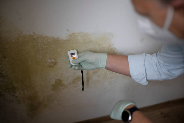 Best Mold Testing and Removal  in Nice, CA