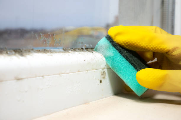 Best Toxic Mold Removal  in Nice, CA