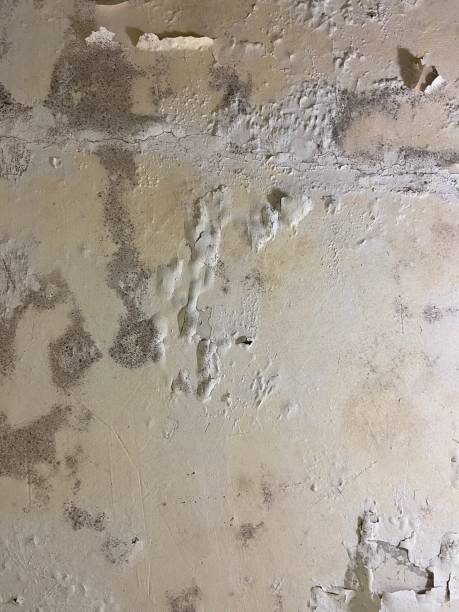 Best Crawl Space Mold Removal  in Nice, CA