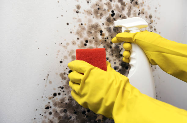 Best Crawl Space Mold Removal  in Nice, CA