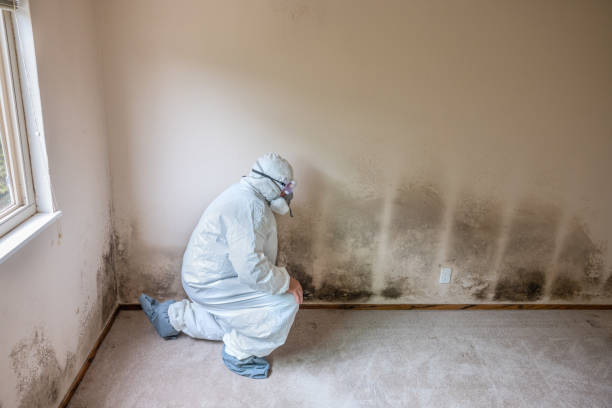 Best Professional Mold Removal  in Nice, CA