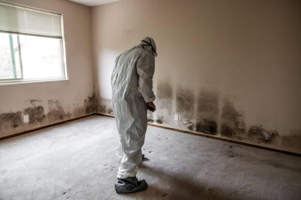 Best Attic Mold Removal  in Nice, CA