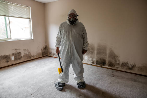 Office Mold Removal Services in Nice, CA