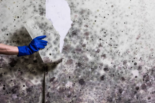 Best Commercial Mold Removal  in Nice, CA