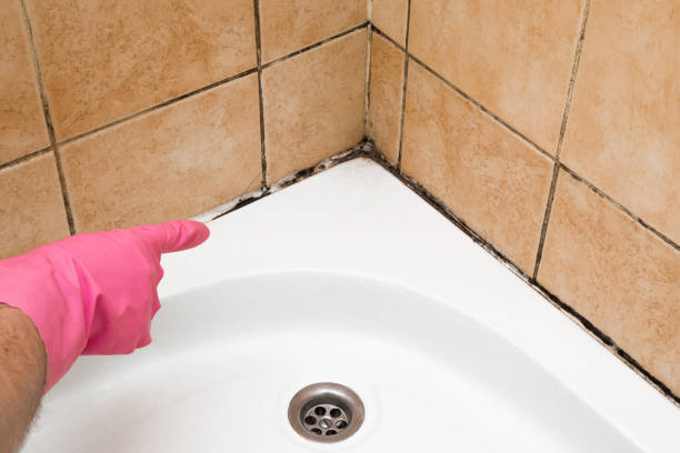 Best Mold Removal Company Near Me  in Nice, CA